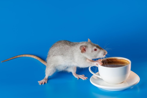 Foto die ratte lädt sie ein, kaffee zu trinken weiße tasse mit getränk nagetier isoliert auf einem blauen hintergrund für inschrift und titel die maus wird tee trinken