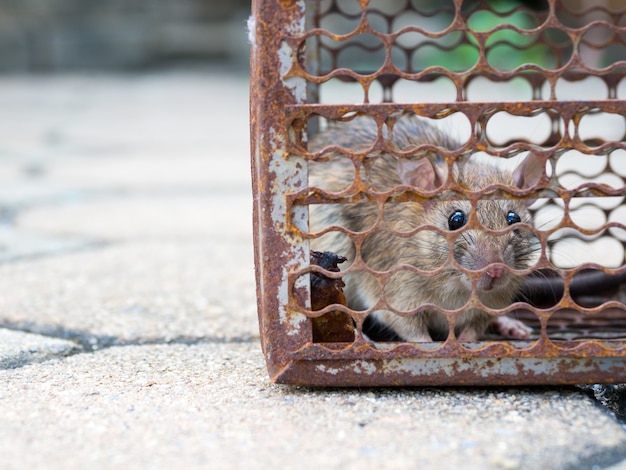 Die Ratte war in einem Käfig gefangen