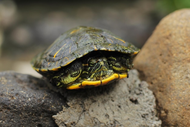 Die Redeared Slider oder Redeared Sumpfschildkröte oder Brasilianische Schildkröte ist eine Halbwasserschildkröte