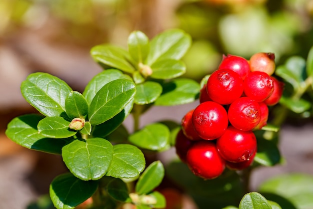 Die reifen, frischen Beeren der Preiselbeere (Preiselbeere, Rebhuhn oder Preiselbeere) im Wald. Makrofoto. Natur in der Sommersaison.