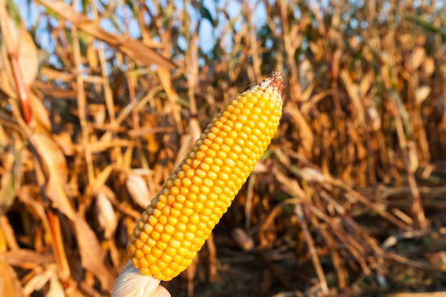 Die reifen Maisstängel im landwirtschaftlichen Bereich. Herbstsaison