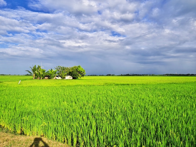 Die Reisfelder in Banaue Philippinen