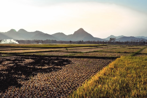 Die Reisfelder vergilben während der Reisernte mit Berghintergrund in Ponorogo, Ost-Java, Indonesien