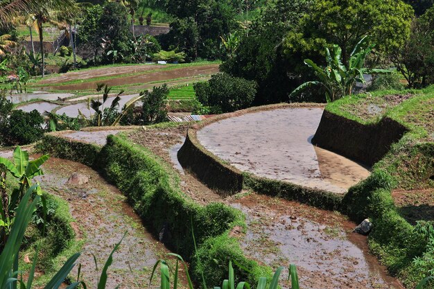 Die Reisterrassen auf Bali, Indonesien