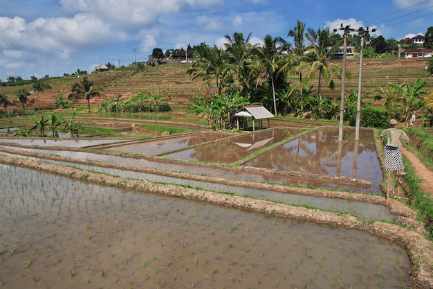 Die Reisterrassen auf Bali, Indonesien