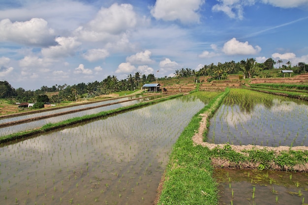 Die Reisterrassen auf Bali, Indonesien