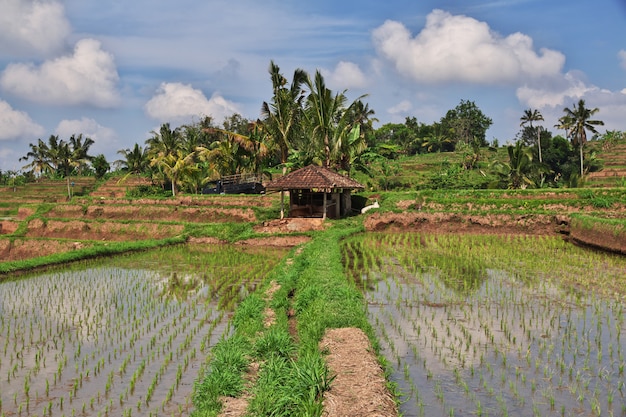 Die Reisterrassen auf Bali, Indonesien