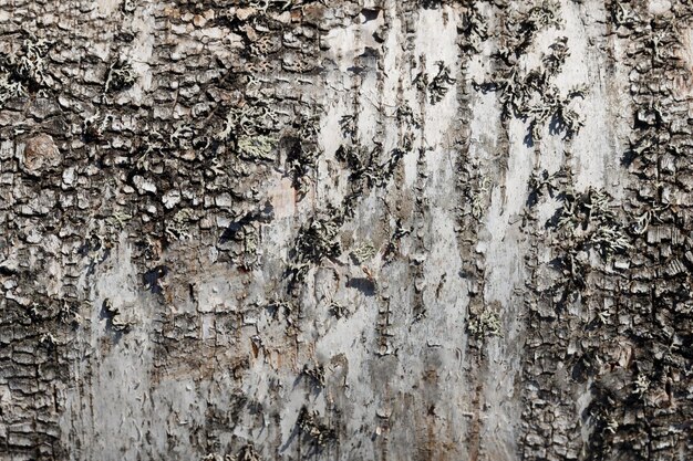 Die Rinde der Birke ist Nahaufnahme. Holz Textur. Foto in hoher Qualität