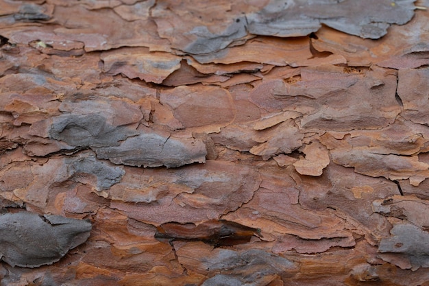 Die Rinde eines alten Baumes Fragment eines Kiefernstammes