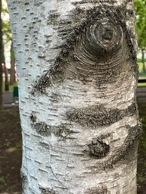 Foto die rinde sieht aus wie augen natürliches design baumstamm textierte rinde