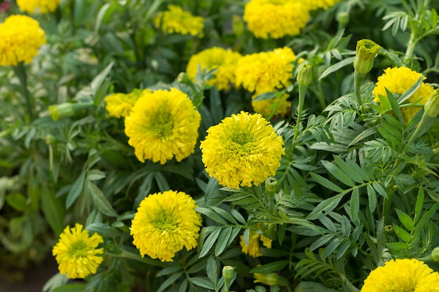 Die ringelblume blüht