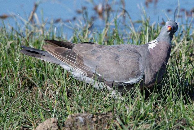 Foto die ringeltaube columba palumbus ist eine große taubenart, die in aiguamolls, emporda, girona, spanien, häufig vorkommt