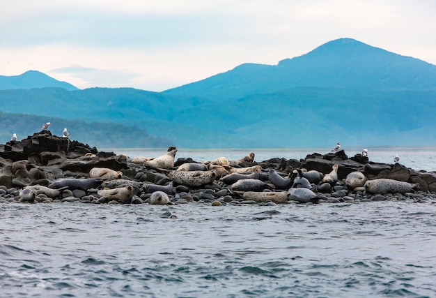 Die Robbeninsel am Pazifischen Ozean auf der Halbinsel Kamtschatka