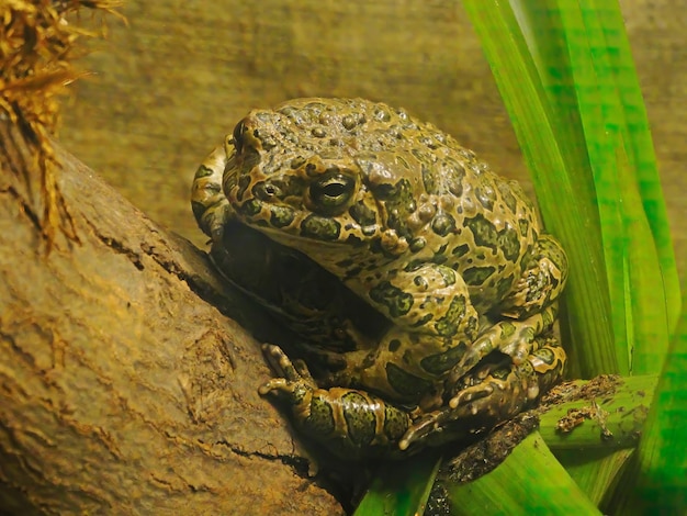 Die Rohrkröte Rhinella marina, auch als neotropische Riesenkröte oder Meereskröte bekannt, ist eine große Landkröte, die in Süd- und Festlandmittelamerika beheimatet ist