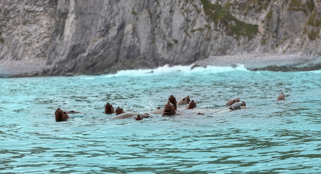 Die Rookery Steller Seelöwen. Insel im Pazifischen Ozean nahe der Halbinsel Kamtschatka.