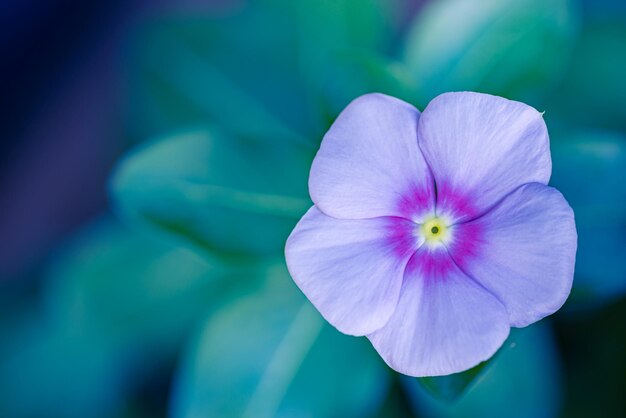 Die rosa Blüte der Perwinkle Catharanthus roseus in voller Blüte im Wald unter verschwommenen grünen, üppigen Blättern