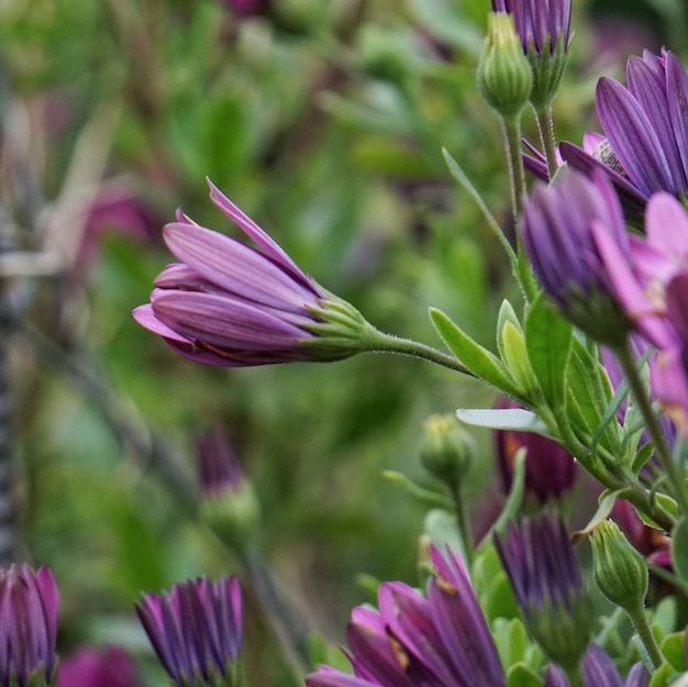 die rosa Blüten