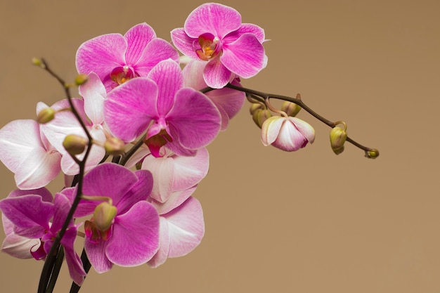 Die rosa Orchidee
