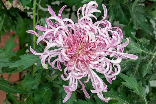 Die rosa-violetten Chrysanthemen mit dünnen und langen Blütenblättern geöffnet