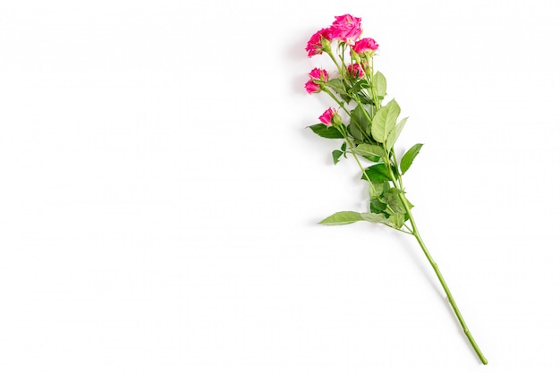 Die rosafarbene Rose getrennt auf einem weißen Hintergrund
