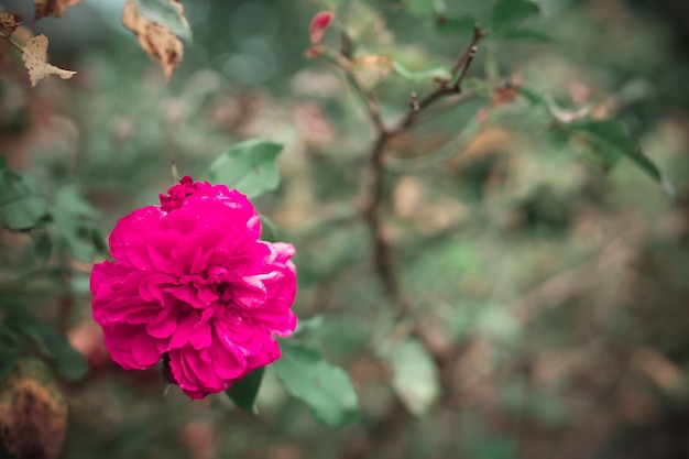Die Rose wächst im Sommer im Garten