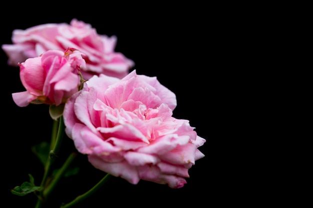 Die Rosen im Garten haben einen schwarzen Hintergrund.