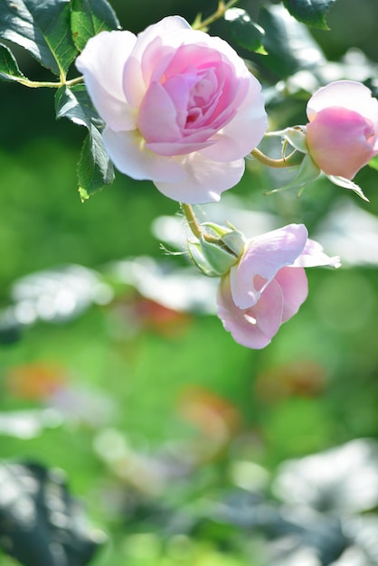 Die Rosen im Garten im Sommer