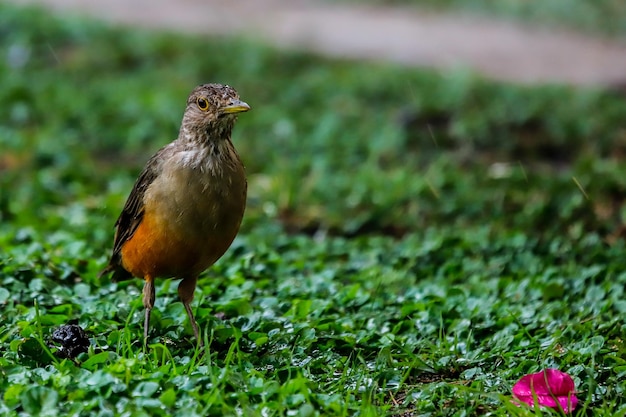 Die Rotbauchdrossel ist ein Singvogel aus der Familie der Drosseln