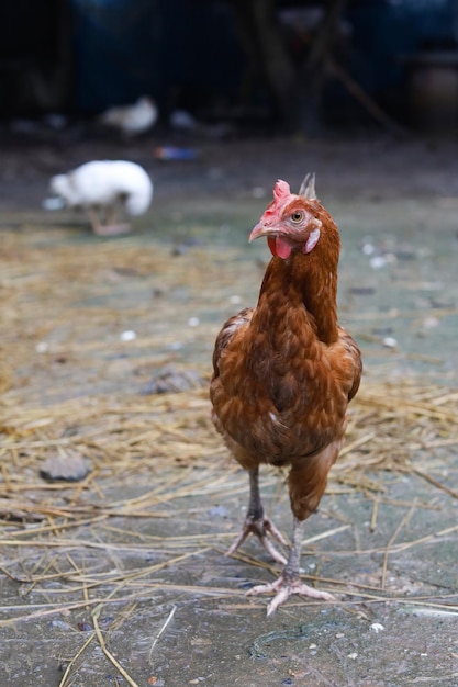 Die rote Henne von Rhode Island ist Aufenthalt und Entspannung im asiatischen Farmgarten