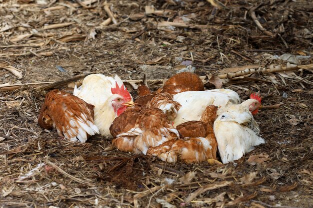 Die rote henne von rhode island schläft und ruht sich im garten auf dem boden aus