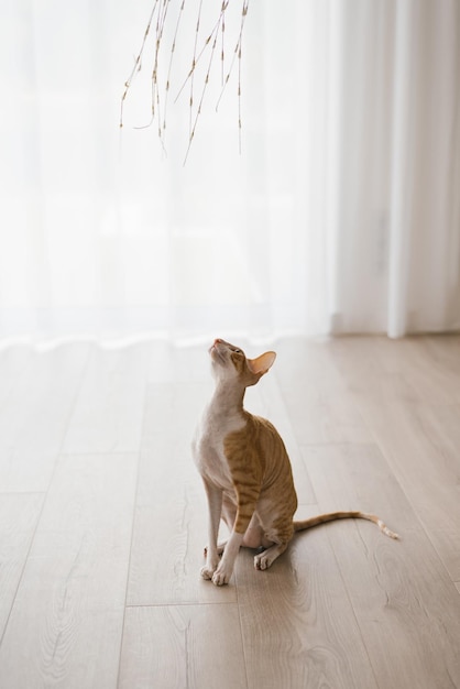 Die rote, hübsche Katze Cornish Rex blickt zu einem Spielzeug auf, mit dem gespielt wird, während sie auf dem Boden im Haus sitzt