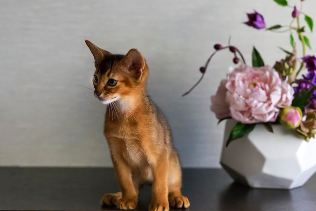 Die rote Katze mit Blume eine Vase