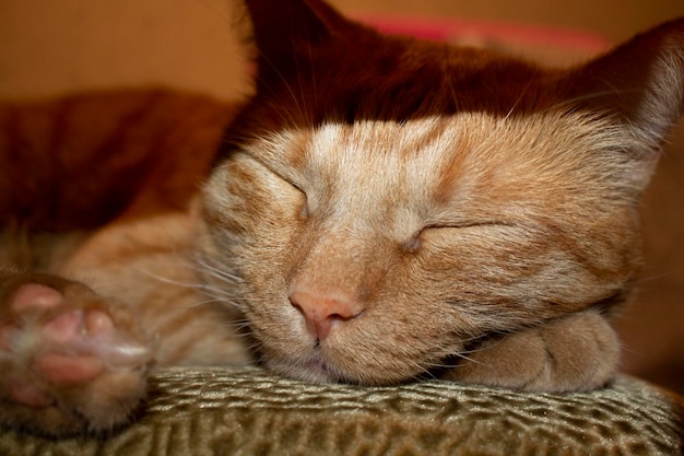 Die rote Katze schläft in einer lustigen Pose, die rote Katze im Bett.