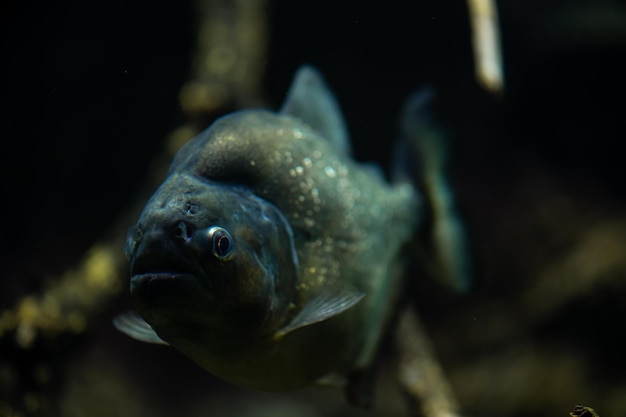 Die rote piranha redbellied piranha im süßwasseraquarium pygocentrus