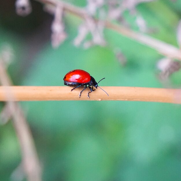 die rote Wanze an der Pflanze in der Natur