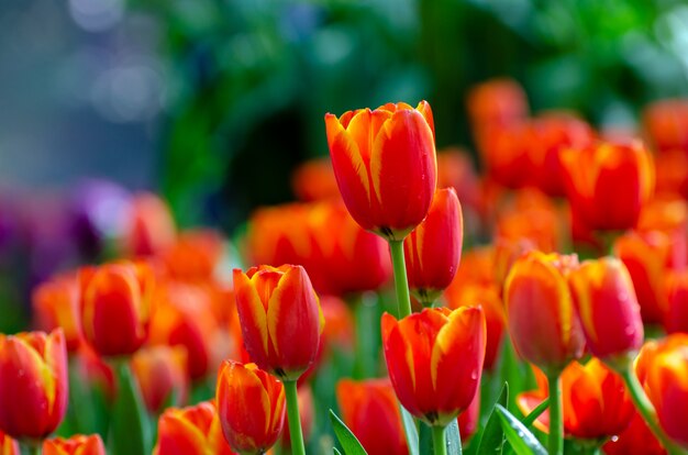 Die rotgelben Tulpenfelder blühen dicht