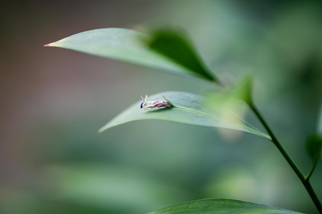 Die rückgratlose Mäusedornblüte auf einem Blatt blüht in der Mitte eines Blattes einer Pflanze