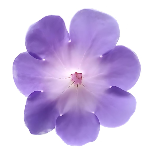 Die ruhige violette Phloxblume in Blüte auf weißem Hintergrund