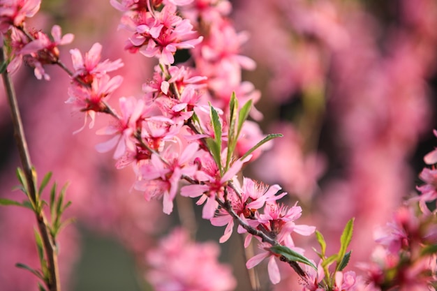 Die russische Zwergmandel Prunus tenella blühte im Frühlingsgarten. Selektiver Fokus