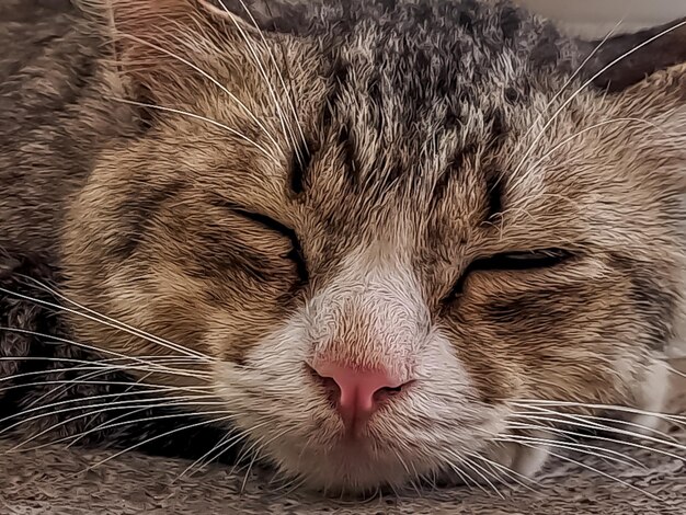 Die rustikale graue Katze, die friedlich vor der Terrasse schläft, ist so bezaubernd