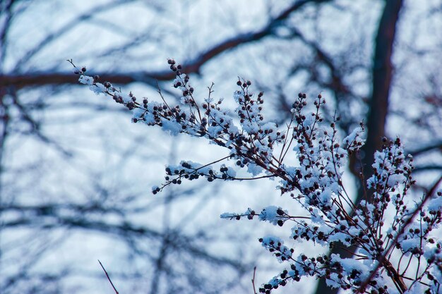 Die Samen eines Blütenstandes einer grauen Spirea mit weißem Schnee befinden sich auf einem verschwommenen grauen Hintergrund