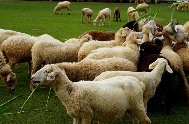 Die Schafe fressen Gras auf der grünen Wiese