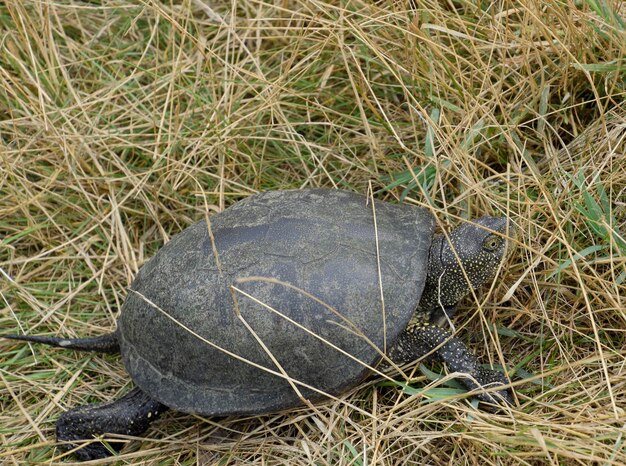 Foto die schildkröte kriecht auf trockenem gras, eine gewöhnliche flussschildkröte aus gemäßigten breitengraden.