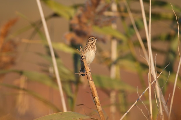 Die Schilfammer Emberiza schoeniclus