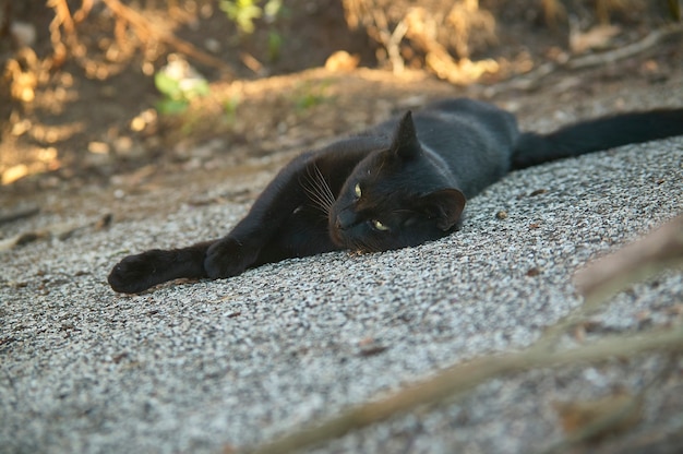 Die Schnauze einer am Boden liegenden schwarzen Katze blickt nach vorne