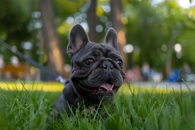 Die Schnauze einer französischen Bulldogge, die im Gras liegt, öffnete den Mund und will trinken