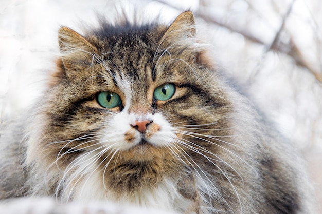 Die Schnauze einer heimatlosen flauschigen Katze mit schönen Augen.