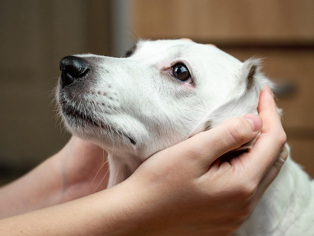 Die Schnauze eines weißen Hundes in den Händen eines Mannes. Das Konzept der Fürsorge, Liebe zu Haustieren.