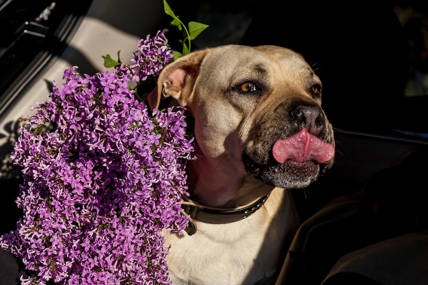 Die Schnauze eines weißen Pitbull-Terriers