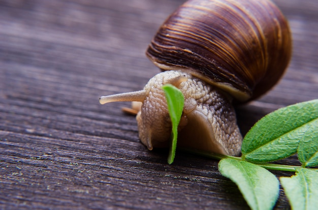 Die Schnecke frisst grüne Blätter 2